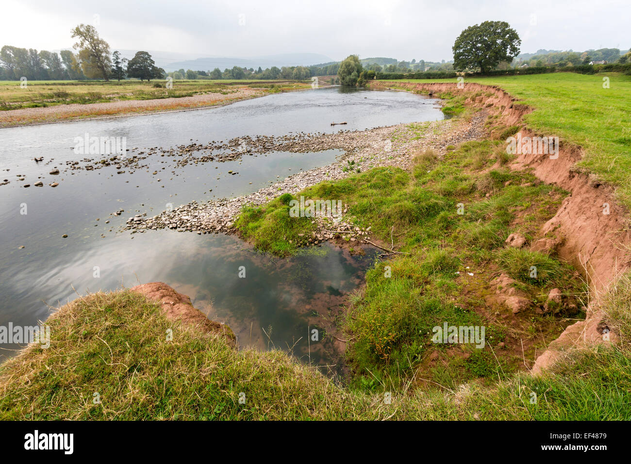 Banca di fiume erosione, il fiume Usk, Wales, Regno Unito Foto Stock