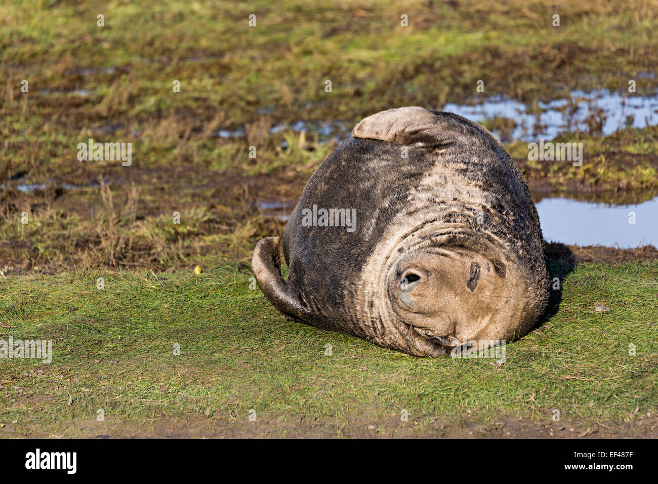 Guarnizione grigio giacente su dune, Halichoerus grypus, Donna Nook riserva naturale nazionale, Lincolnshire, England, Regno Unito Foto Stock