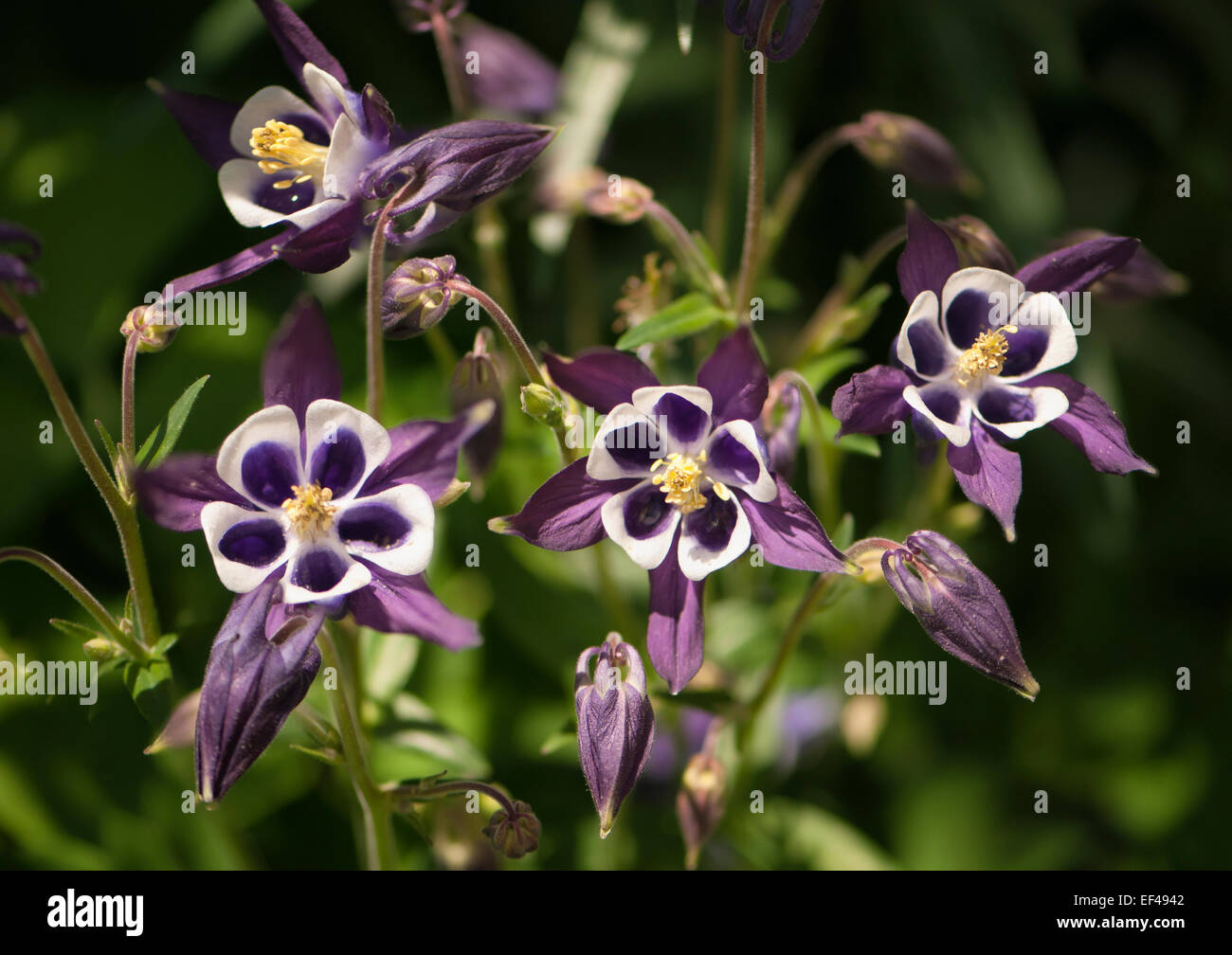 Nonna fiore del cofano di close-up. Aquilegia x hybrida Foto Stock