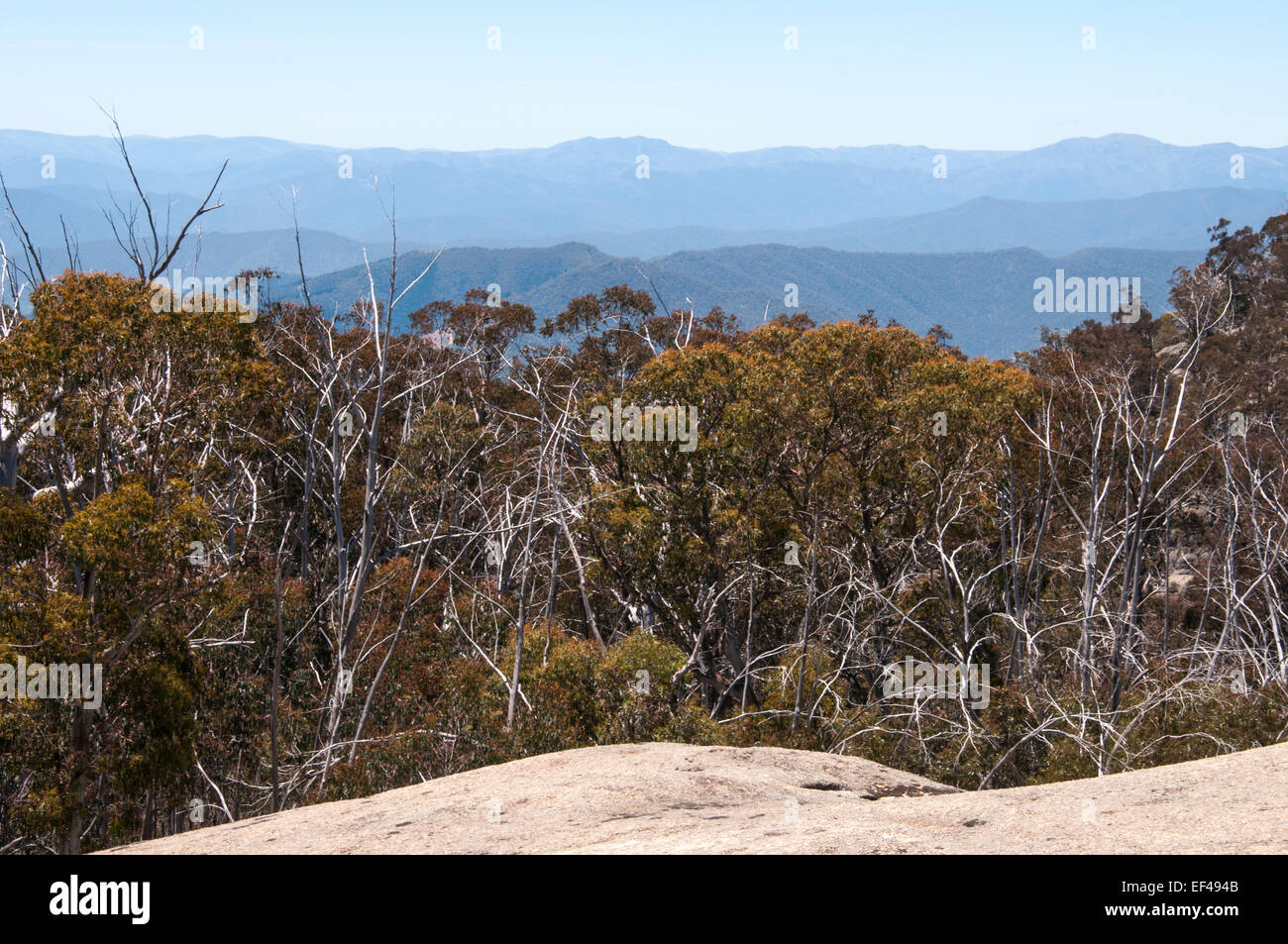 Panorami delle Alpi in Australia lungo il lago Catani a piedi, Mt Buffalo, Victoria Foto Stock