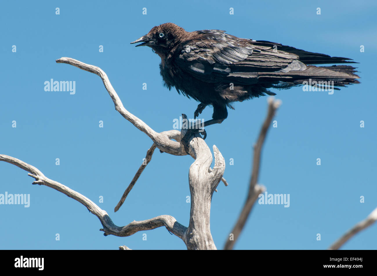 Uccelli nativi su un dead fronda alla tromba, Mt Buffalo, Victoria, Australia Foto Stock