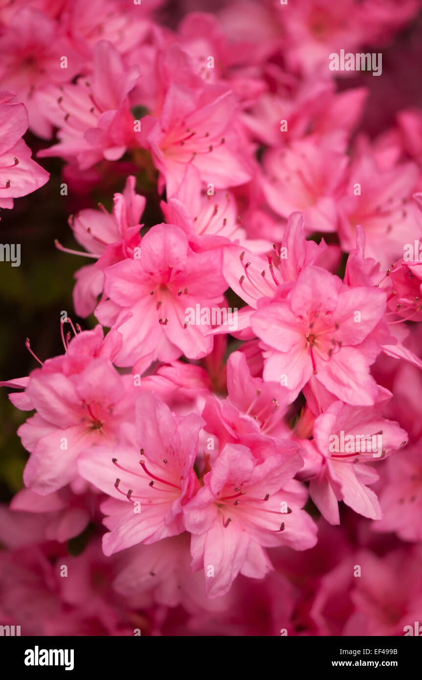 Fioritura di piante di rododendro. Rose fiori di colore rosa Foto Stock