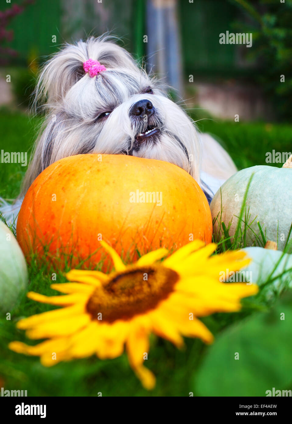 Shih tzu morsi di cane di zucca. Foto Stock
