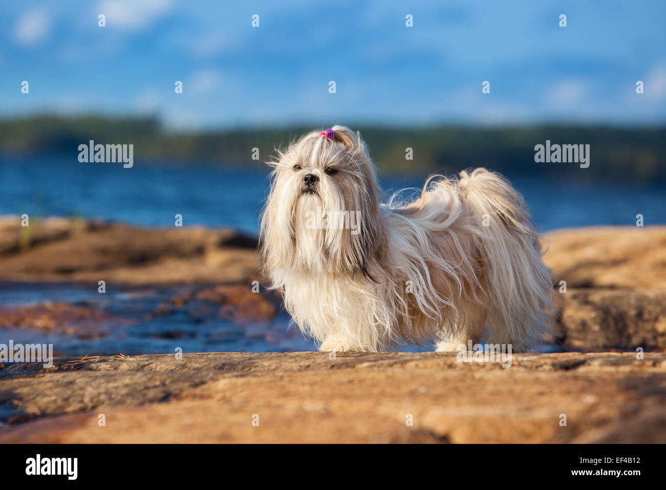 Shih-tzu cane in piedi sulla riva del lago. Foto Stock