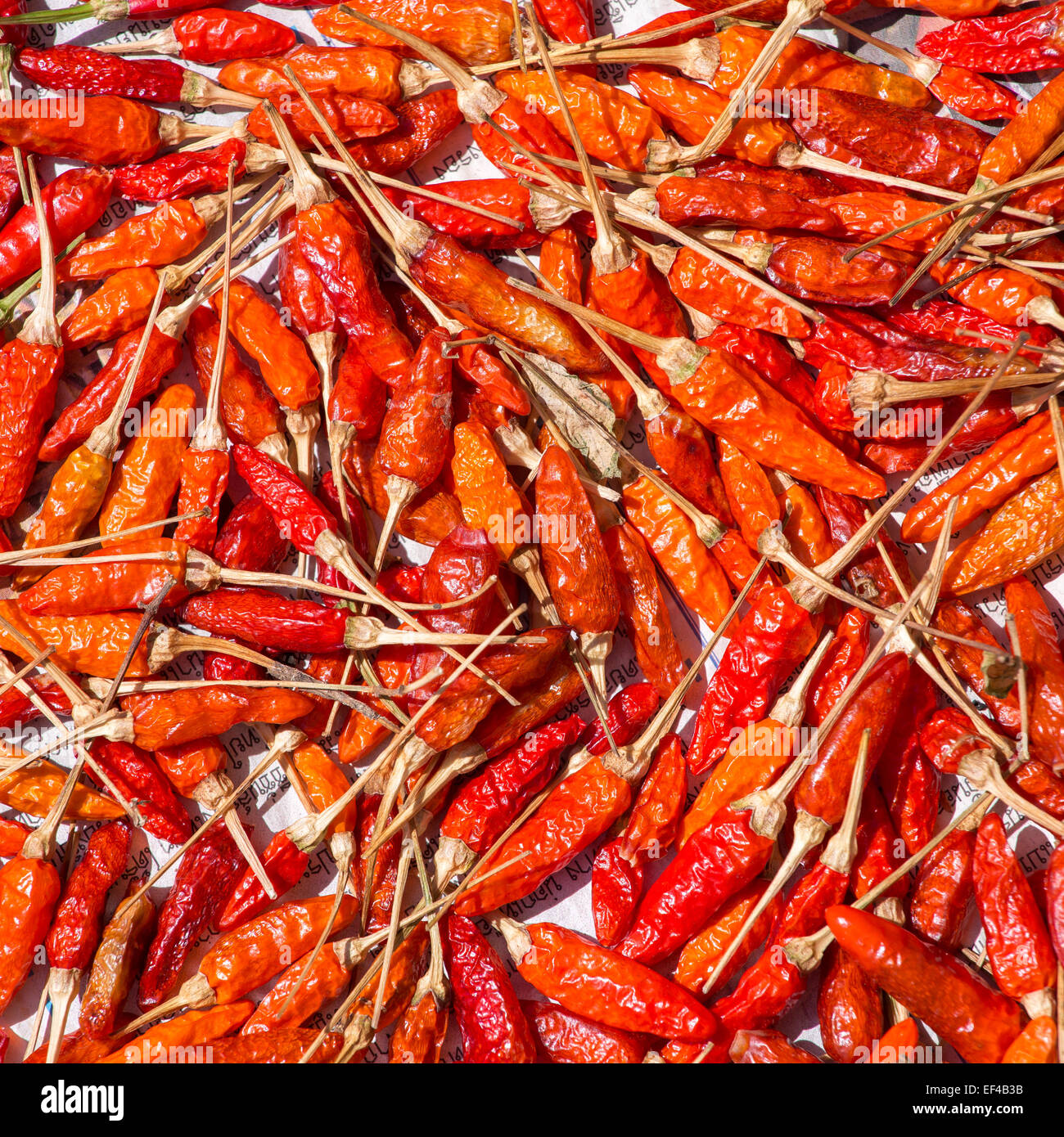 Rosso Secco peperoncino close-up Foto Stock