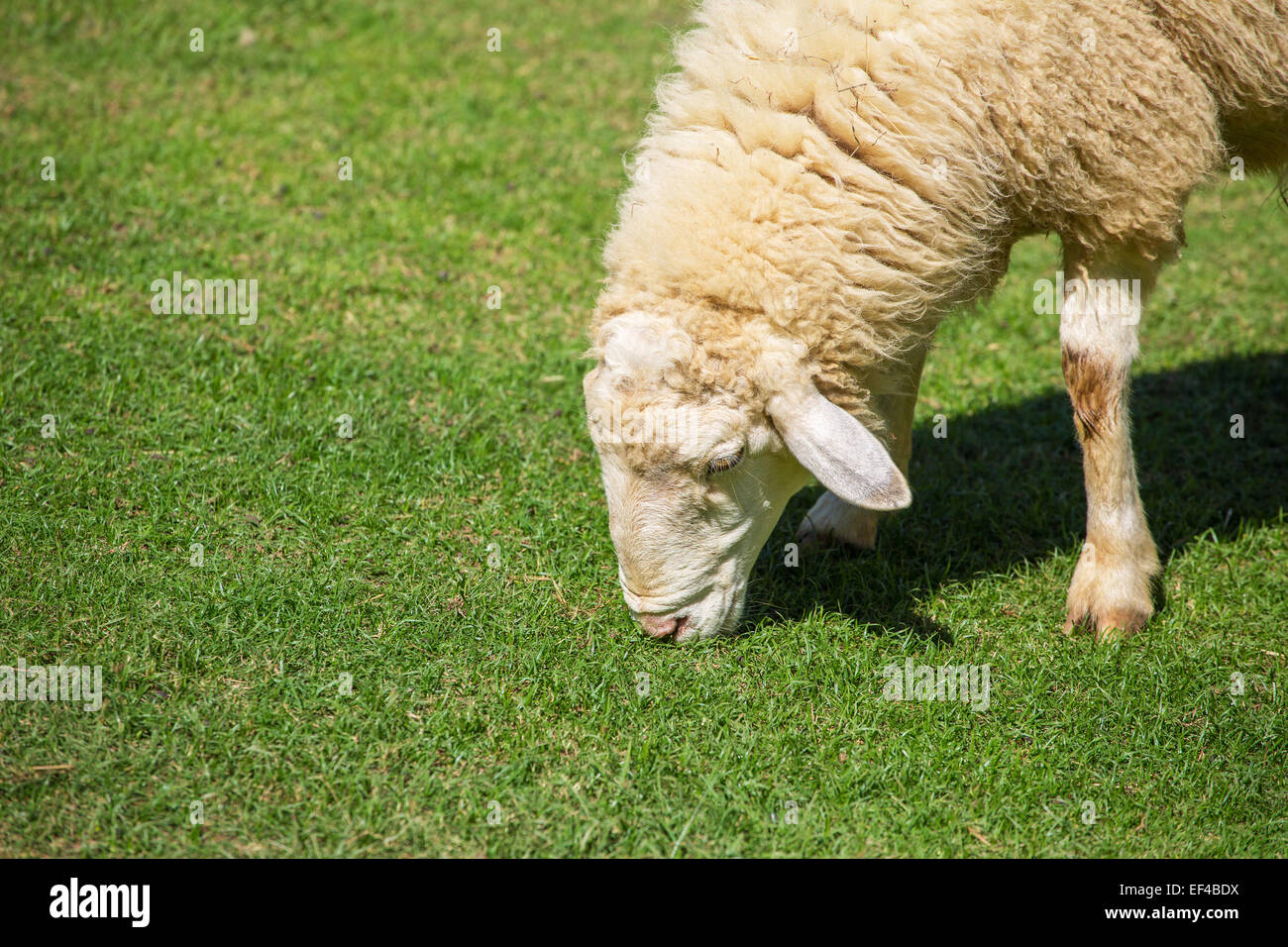Vago pascolo di ovini sull'erba Foto Stock