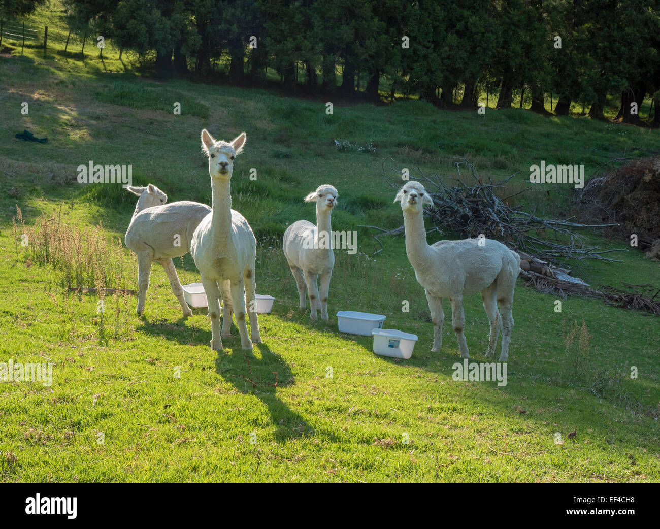 Giovani alpaca in una fattoria nel tardo pomeriggio di sole, Baia di Planty, Nuova Zelanda Foto Stock