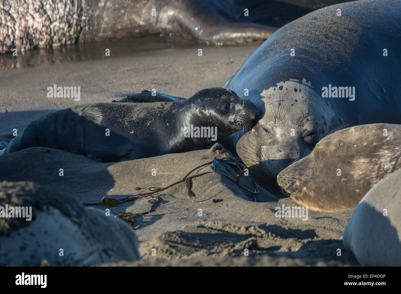 Guarnizione di elefante (Mirounga angustirostris) madre e pup a terra in base rookery al parto e allevamento. San Simeon California Foto Stock