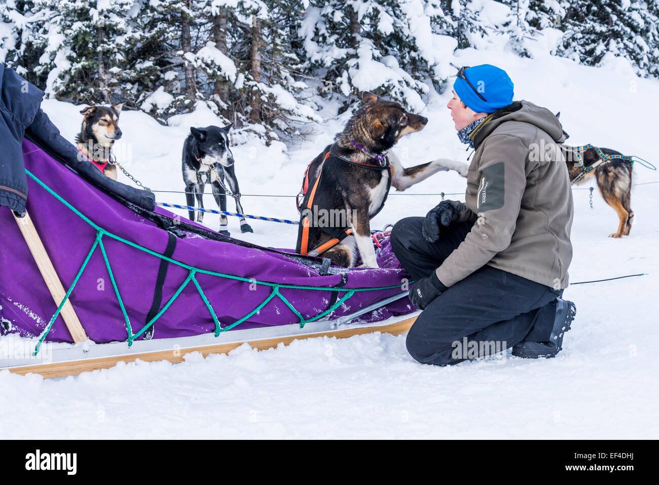Sled Dog handler gode di un momento con uno dei suoi cani, il Lago Louise, il Parco Nazionale di Banff, Alberta, Canada Foto Stock