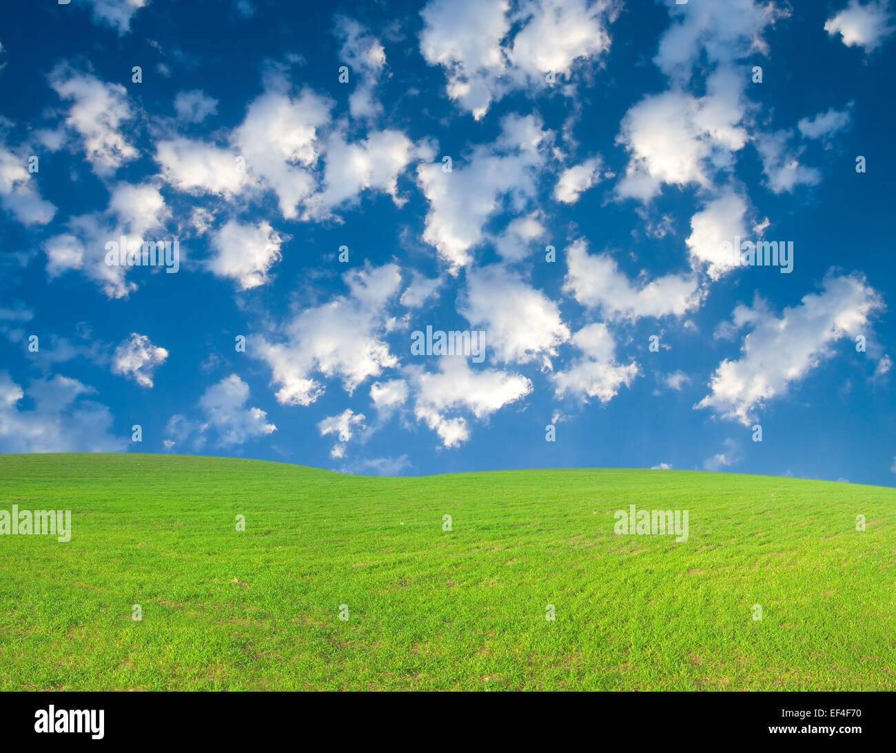 Campo verde e cielo blu con nuvole bianche Foto Stock