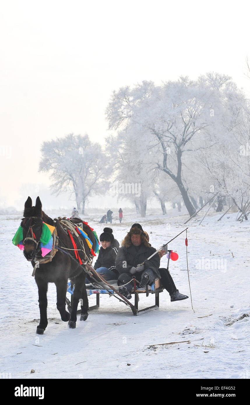 Changchun. 23 gen 2015. Foto scattata a gennaio 23, 2015 mostra un abitante del villaggio Hantun guida un asino slitta sulla Rime isola nella città di Jilin, a nord-est della Cina di provincia di Jilin. Hantun villaggio di Jilin City, che è meno di un chilometro dal Rime Isola e uno del posto migliore per godersi il paesaggio rime, ha ora sviluppato un turismo economia su rime che ha portato il reddito per i residenti locali. © Xu Chang/Xinhua/Alamy Live News Foto Stock