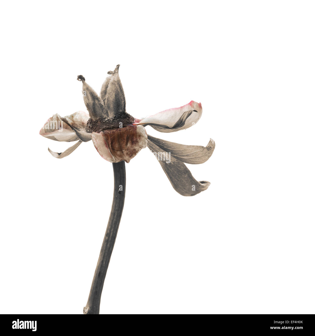 Peonia fiore decadendo. Fiore morto in autunno di inaridimento isolato su bianco. fiore a fine stagione Foto Stock