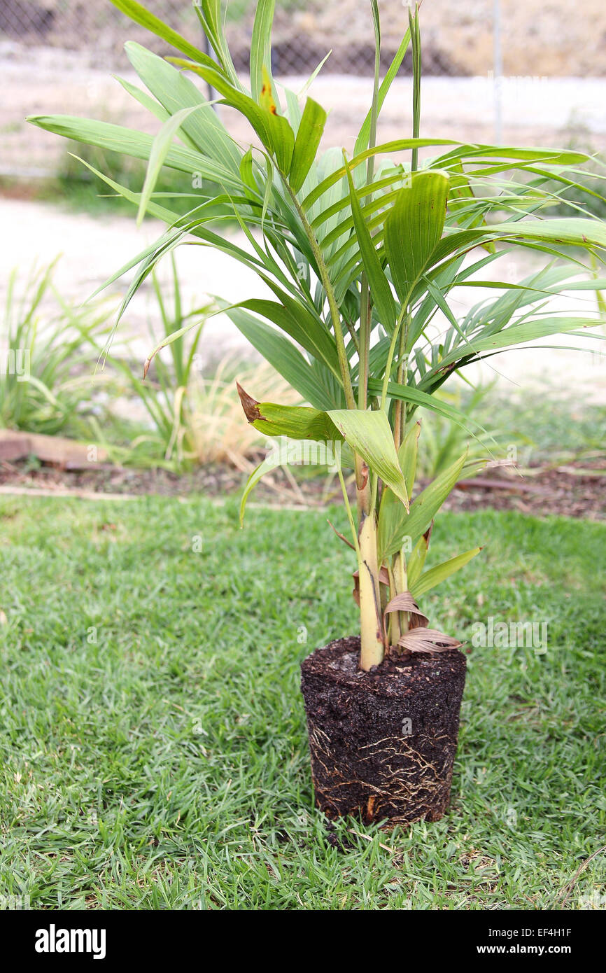 Bangalow Palm, Archontophoenix cunninghamiana prima di essere piantati nel terreno Foto Stock