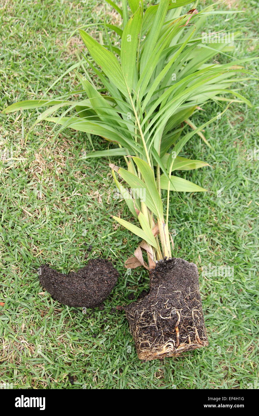 Bangalow Palm, Archontophoenix cunninghamiana prima di essere piantati nel terreno Foto Stock