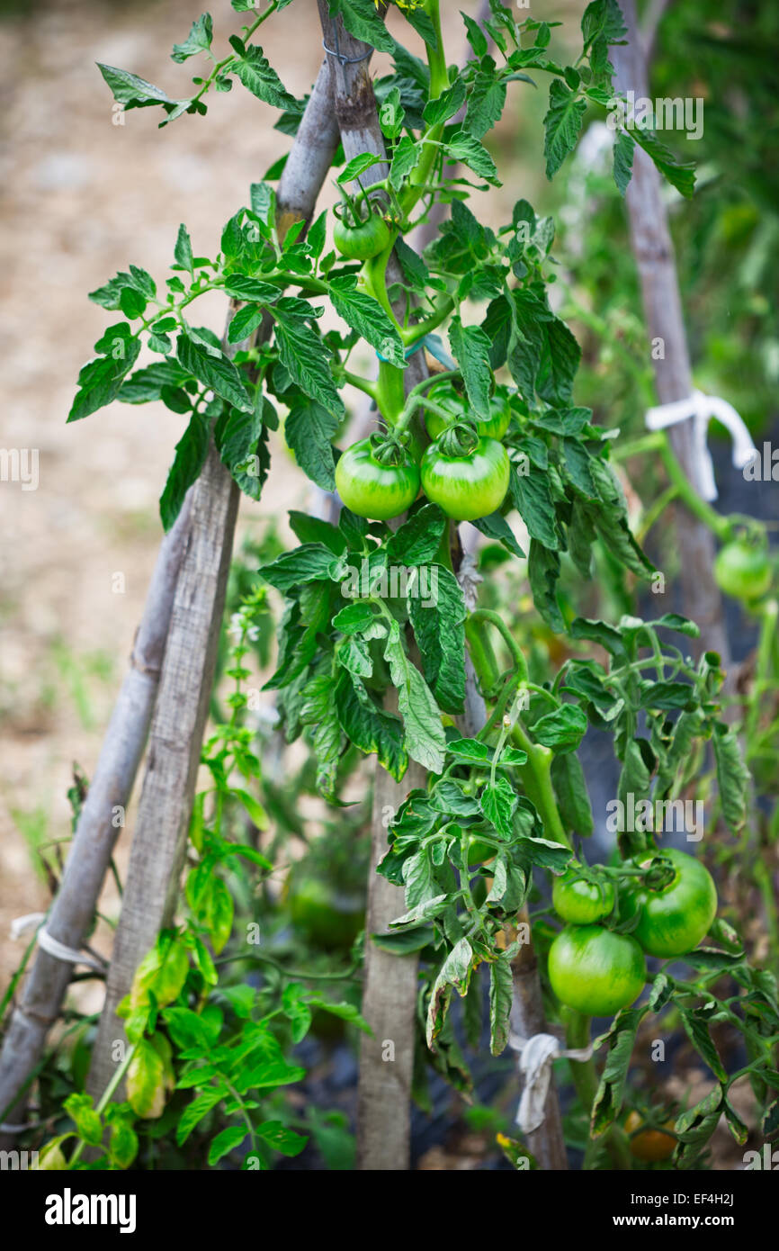 Pomodori che crescono in un piccolo giardino. Produzione eco-compatibili Foto Stock