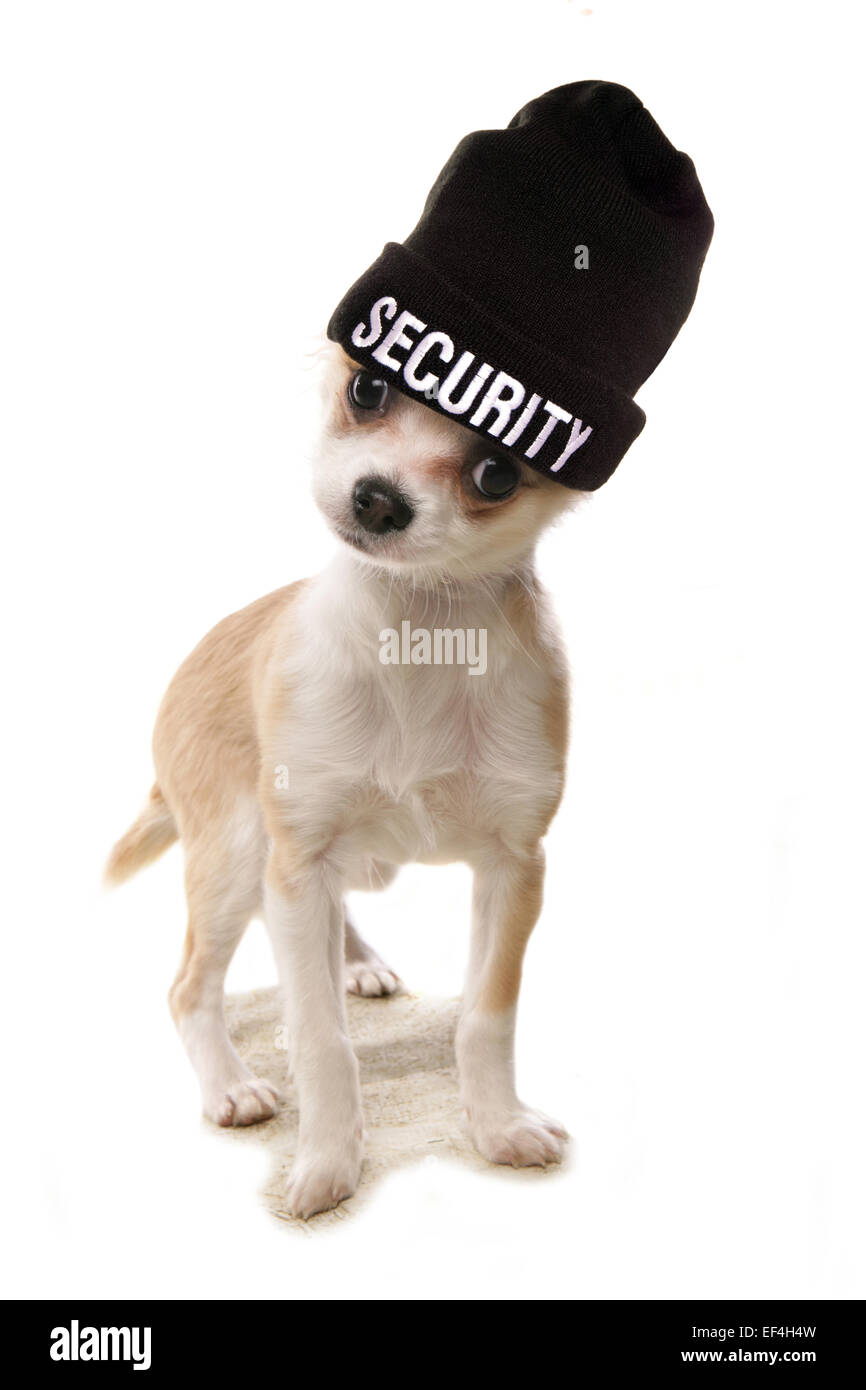 Chihuahua indossando una cauzione beenie hat intaglio Foto Stock