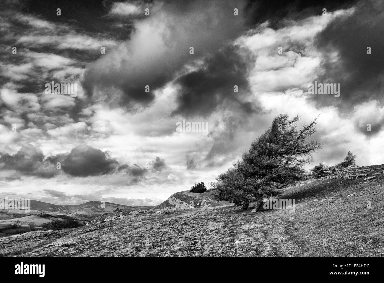 Una struttura ad albero spazzate dal vento sulla cima di una montagna di Gallese Foto Stock