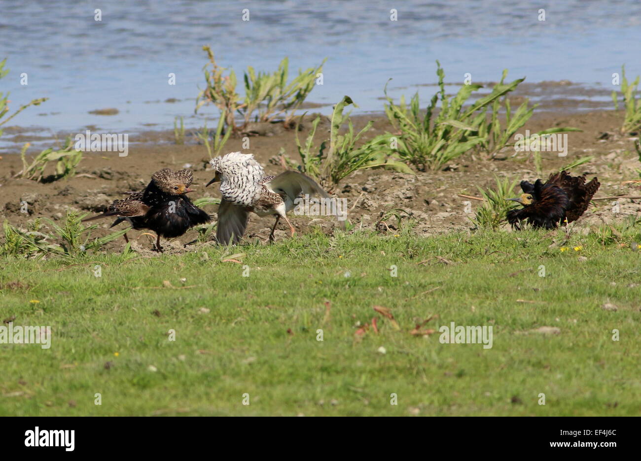 Tre maschi europei Ruff (Calidris pugnax) che espongono e minacciano nella loro arena di accoppiamento lek durante la primavera Foto Stock