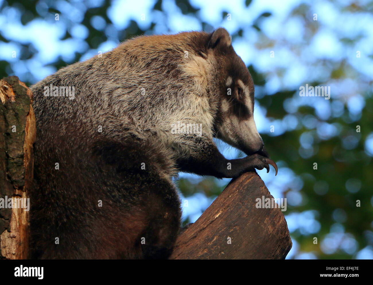 Tree-abitazione America centrale bianco-coati dal naso o coatimundi (Nasua narica) Foto Stock