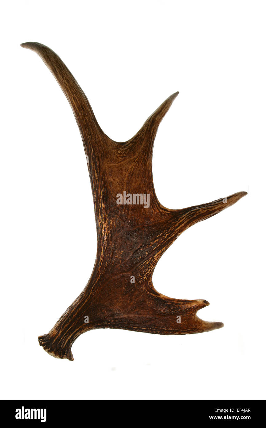 Corna corno di cervo Foto stock - Alamy