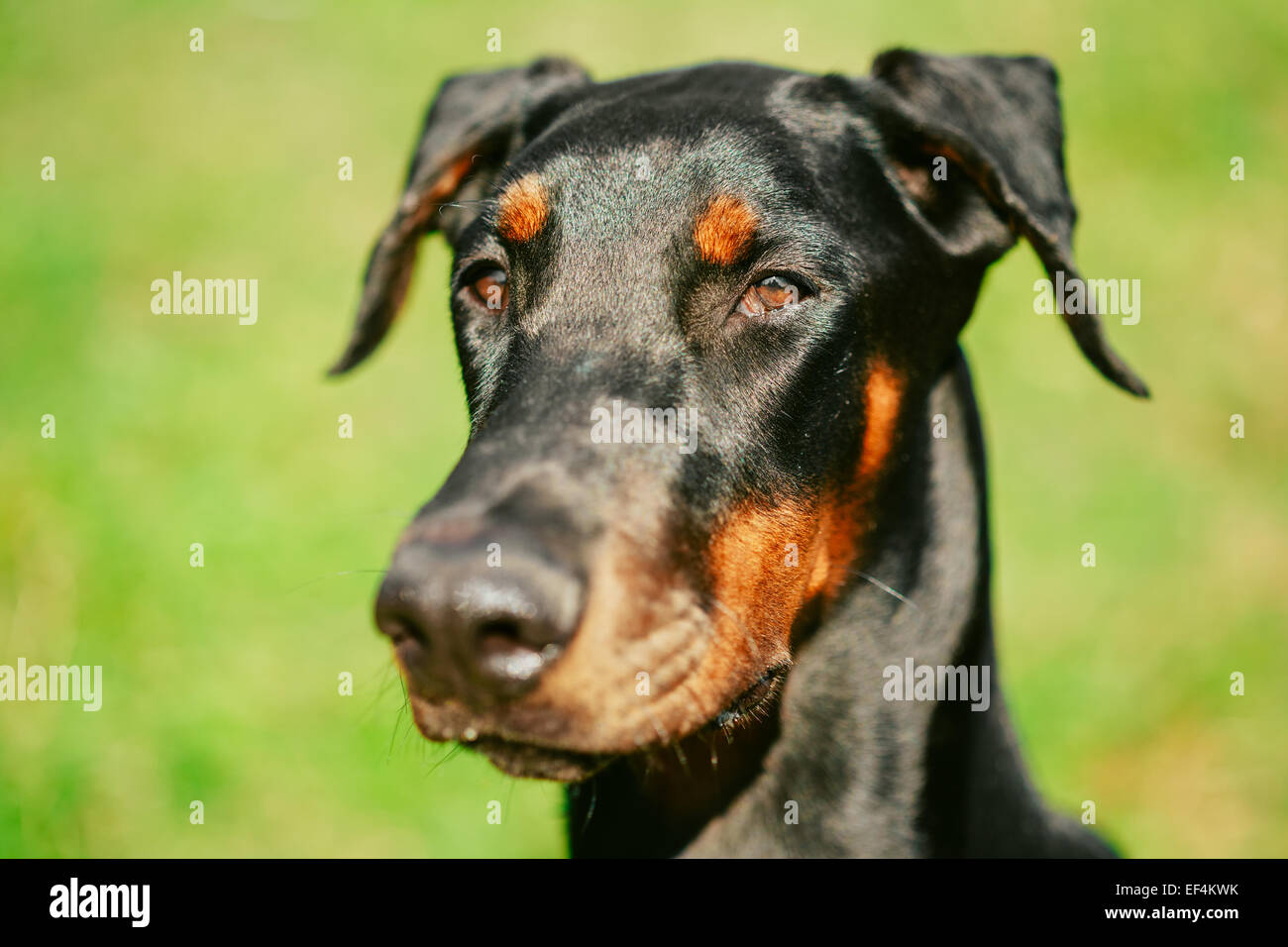 Un giovane, bella, nero e marrone Dobermann in piedi sul prato mentre  bloccato la lingua fuori e cercando felice e pla Foto stock - Alamy