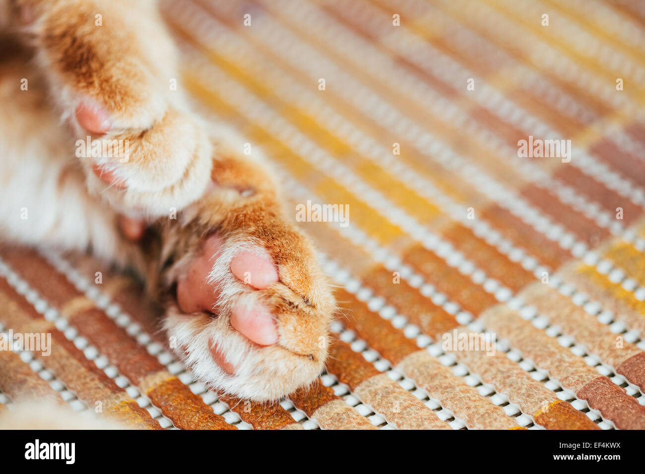 Close up Paw Pads di pacifica rosso arancione gattino Foto Stock