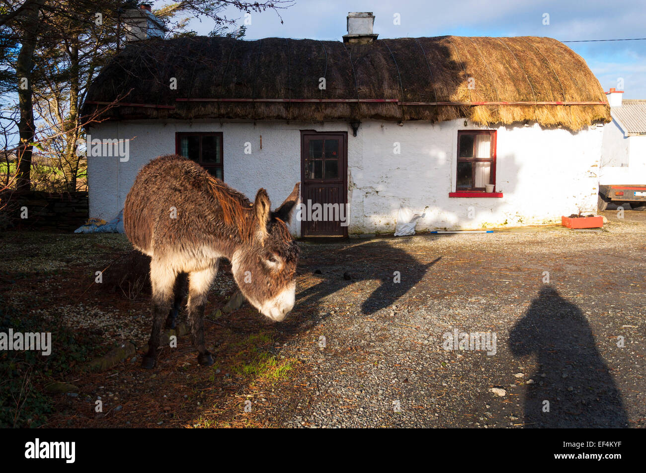 Con il tetto di paglia cottage irlandese e un asino in Donegal Irlanda Foto Stock