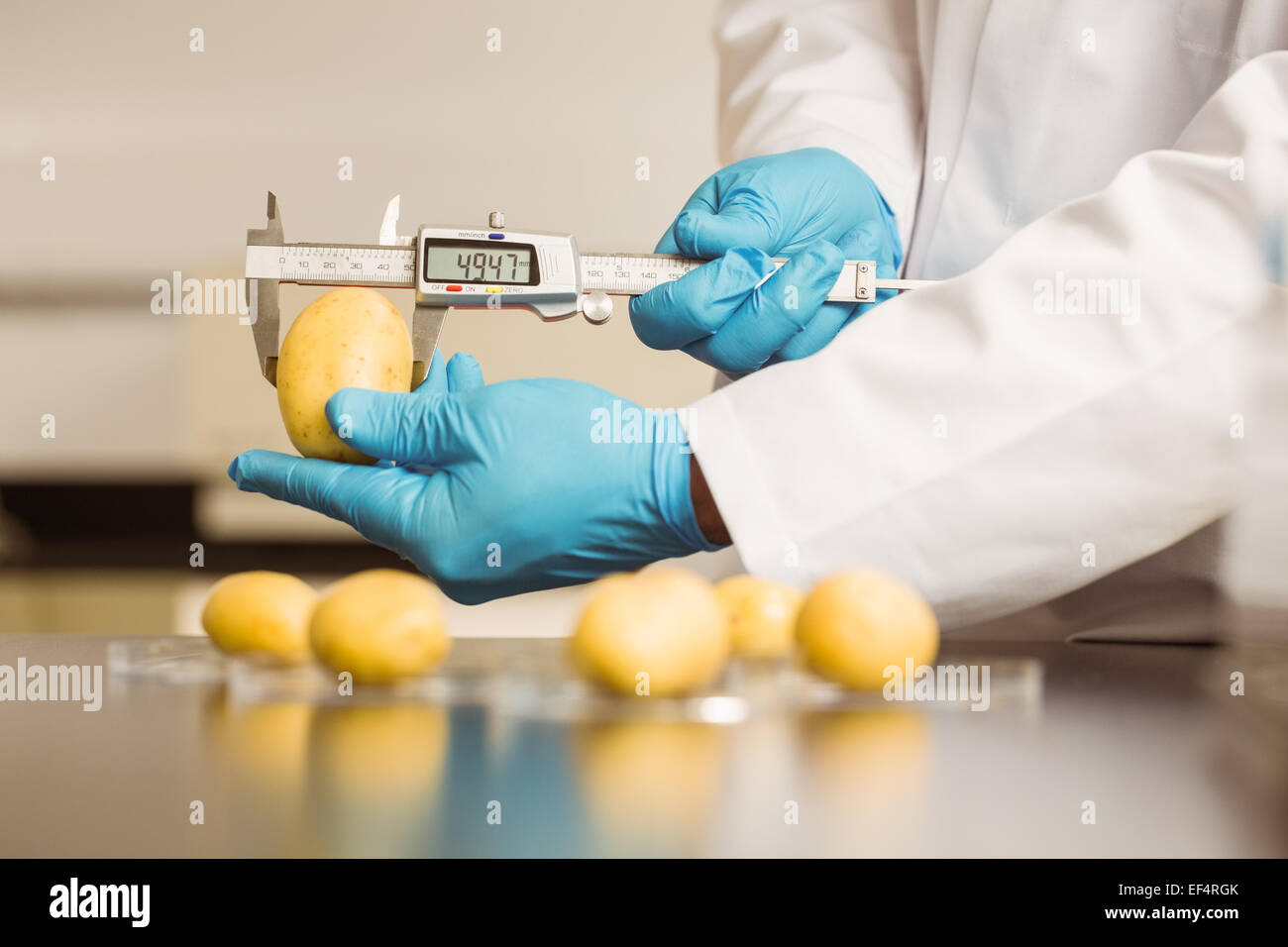 Tecnologi Alimentari misurando una patata Foto Stock