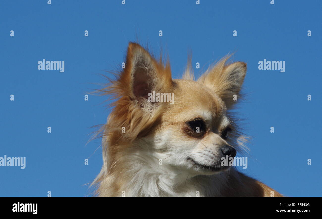 Chihuahua Langhaar ritratto am blauen Himmel Foto Stock
