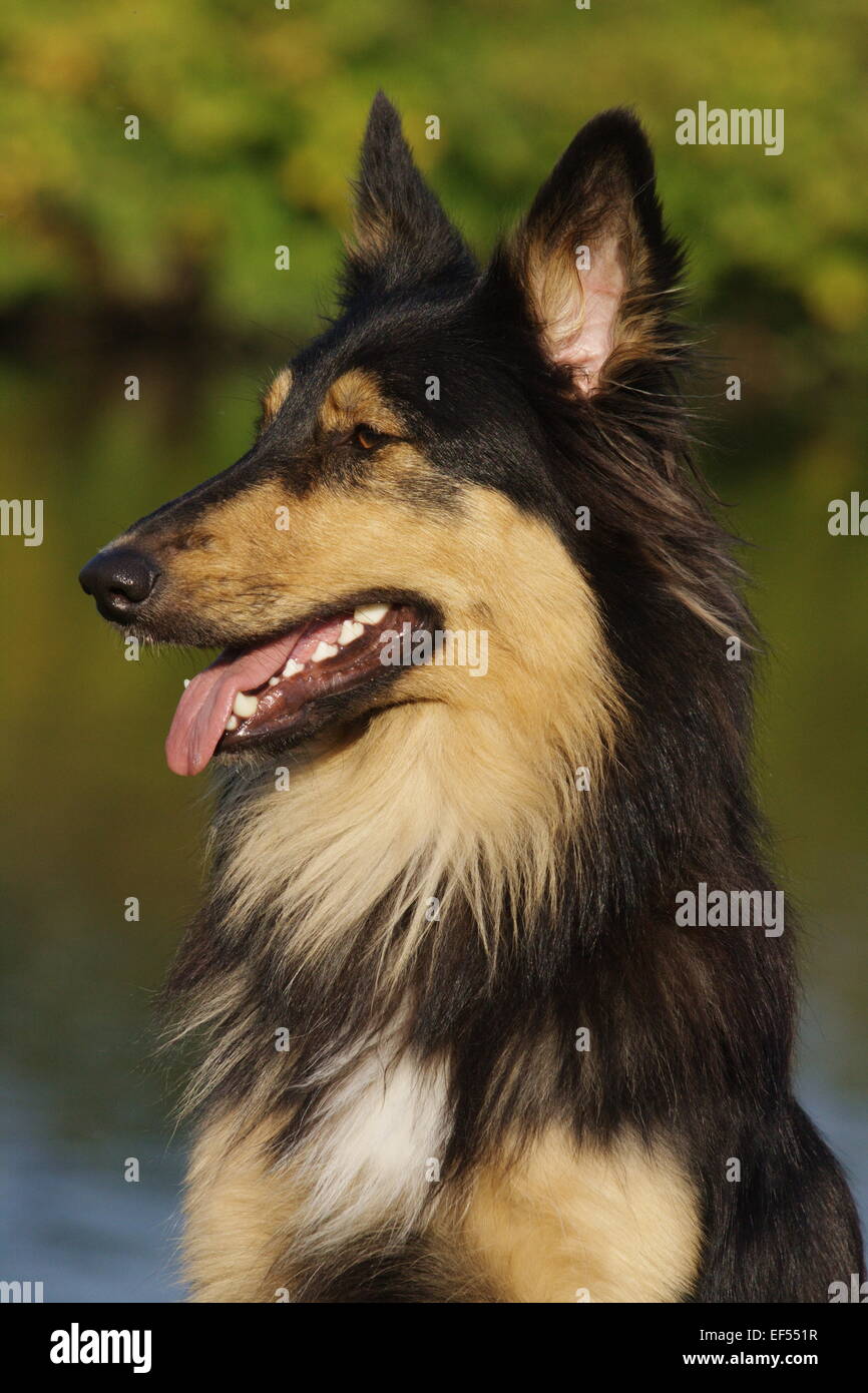 Miscela del Collie Foto Stock