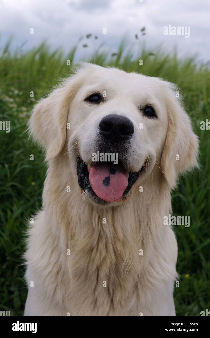 Il Golden Retriever Rüde 14 Monate Porträt vor einem gruenen Gerstenfeld mit wolkenverhangenem Himmel Foto Stock