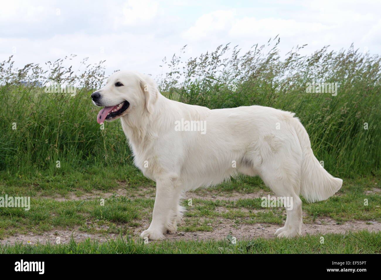 Il Golden Retriever steht seitlich vor einem Feld Foto Stock