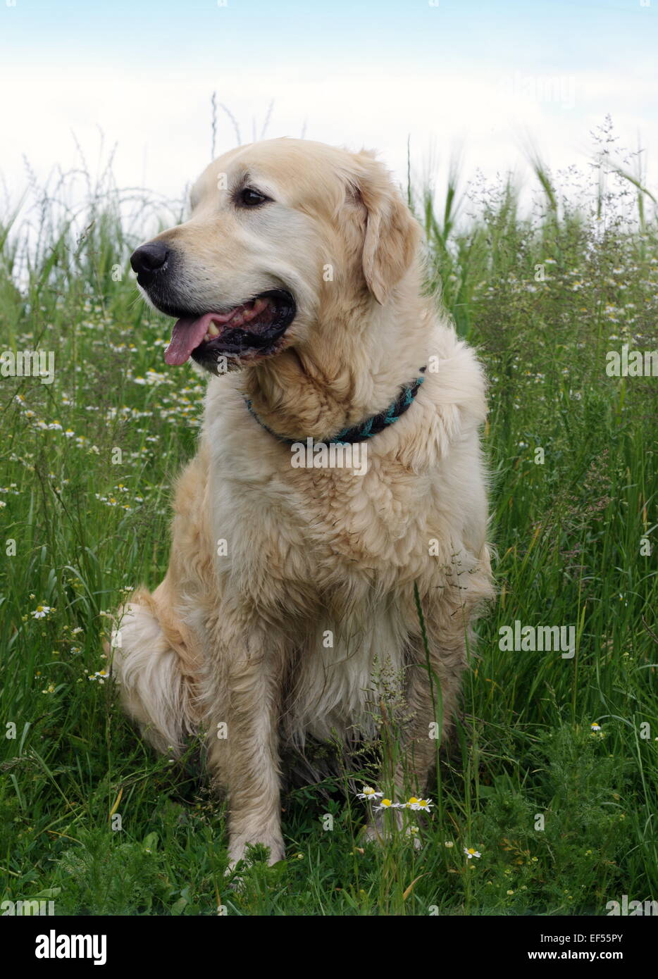 Il Golden Retriever Ruede 5 Jahre sitzt in einem bluehenden Kamillenfeld Foto Stock