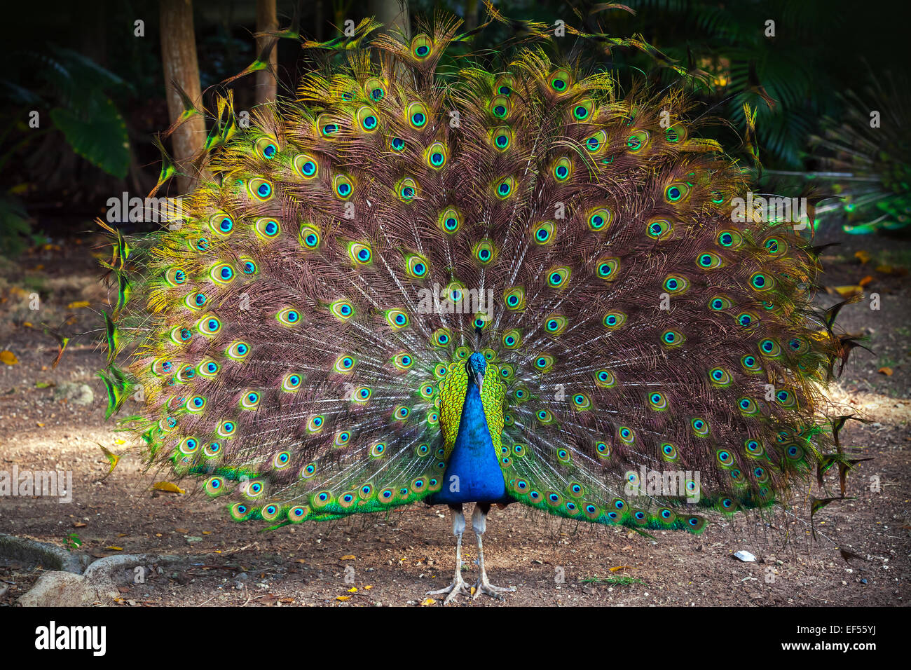 Wild Peacock va nel buio della foresta tropicale con piume fuori Foto Stock