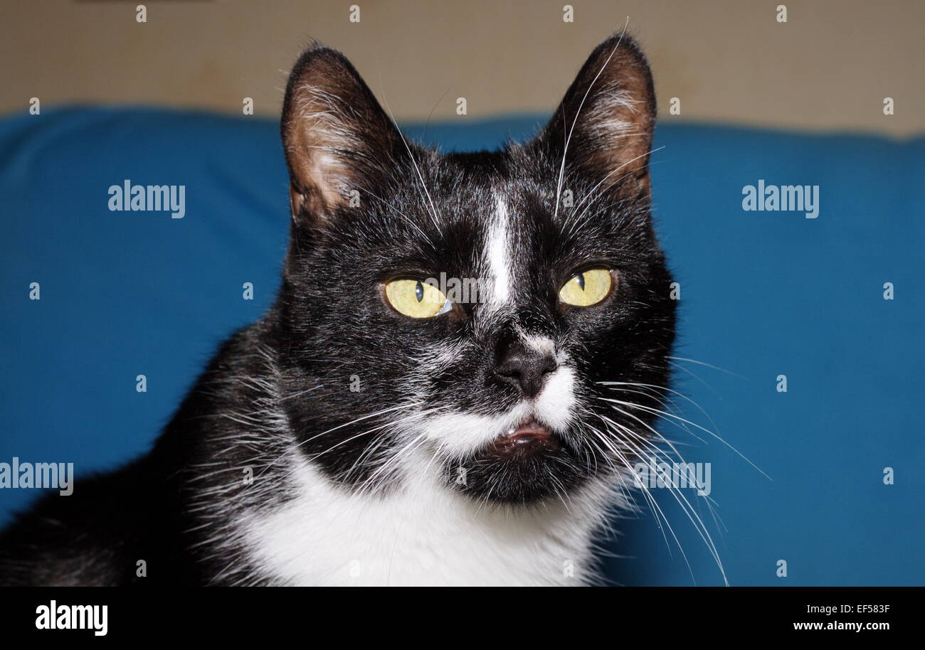 Katze 11 Jahre liegt auf einem blauen Tuch Foto Stock