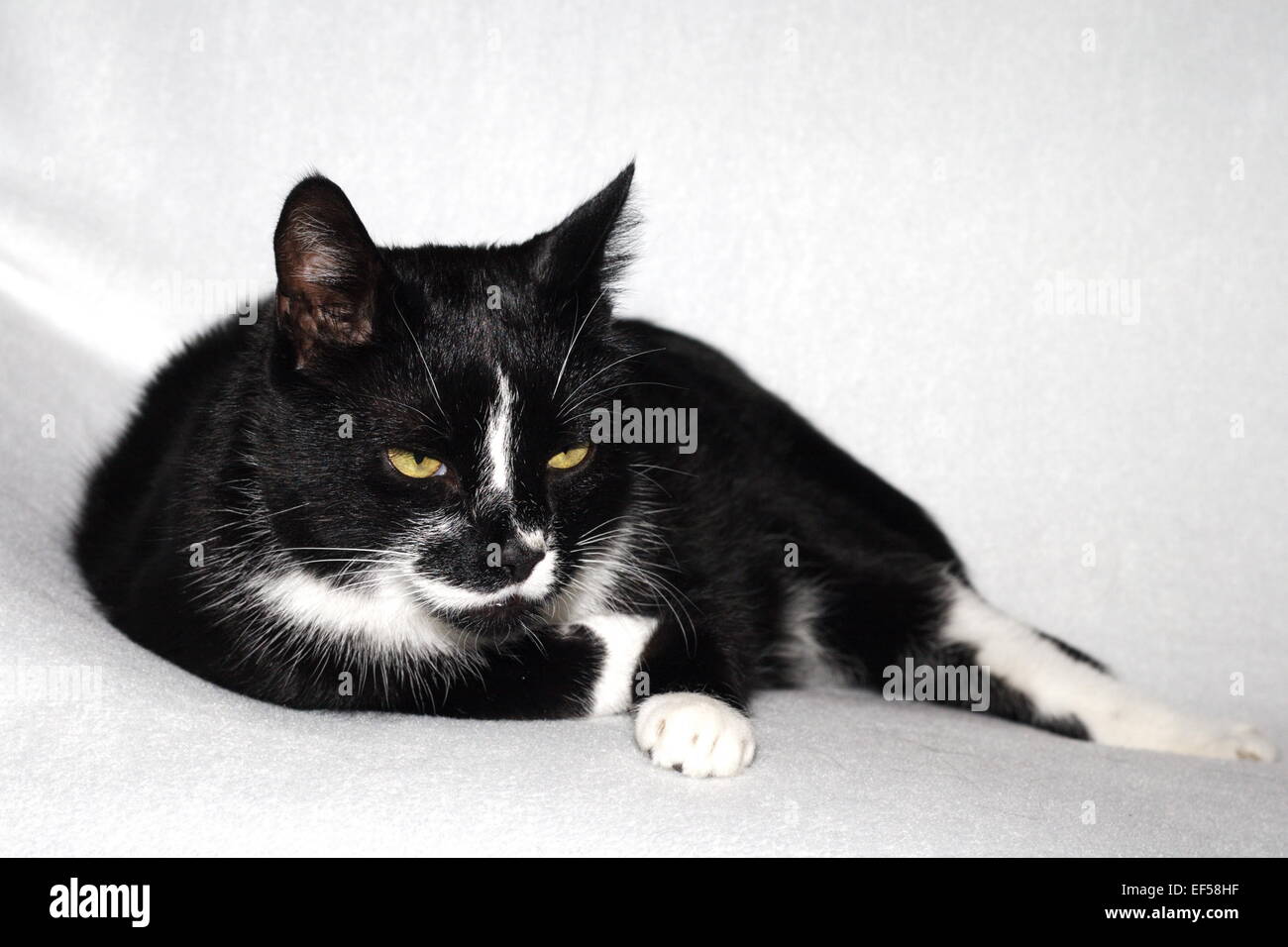 Schwarzweißer Kater liegt auf einem weißen Tuch Foto Stock