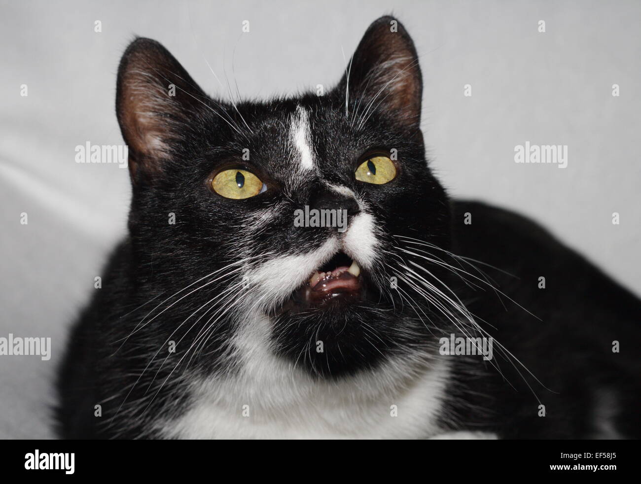 Schwarzweißer Kater liegt auf einem weißen Tuch Foto Stock