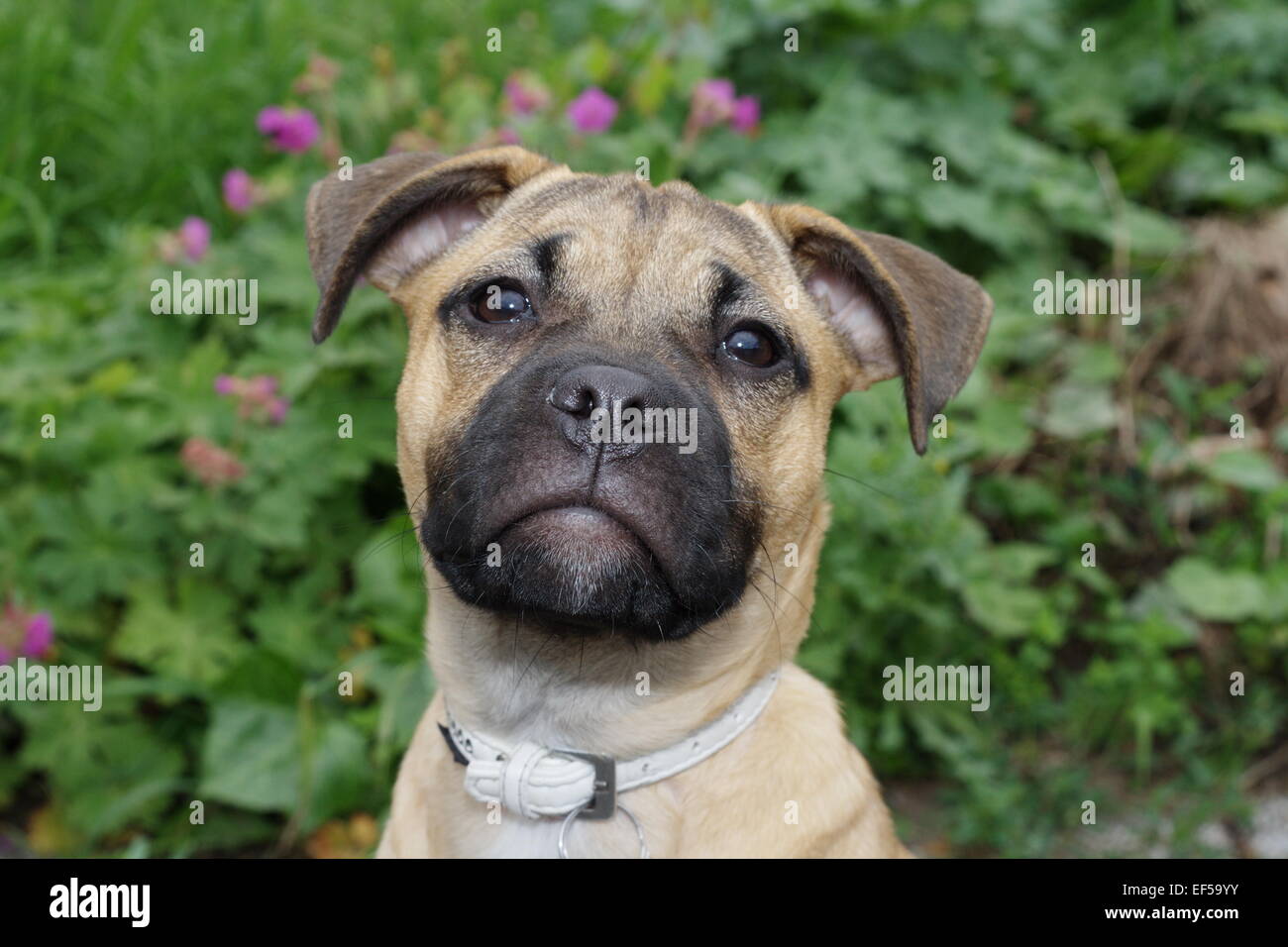Mops miniatura Bullterrier Mischling Porträt im Garten vor Blumen Foto Stock