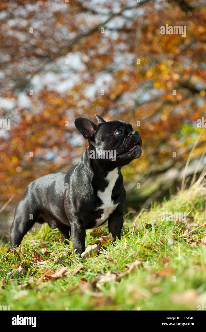 Con rivestimento nero bulldog francese, fuori in campagna, UK. Foto Stock