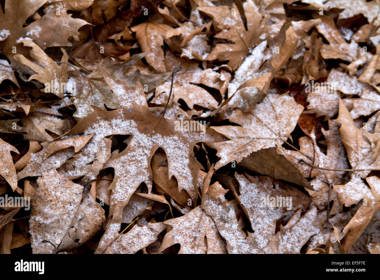 Orange foglie secche caduto con la neve. Foto Stock