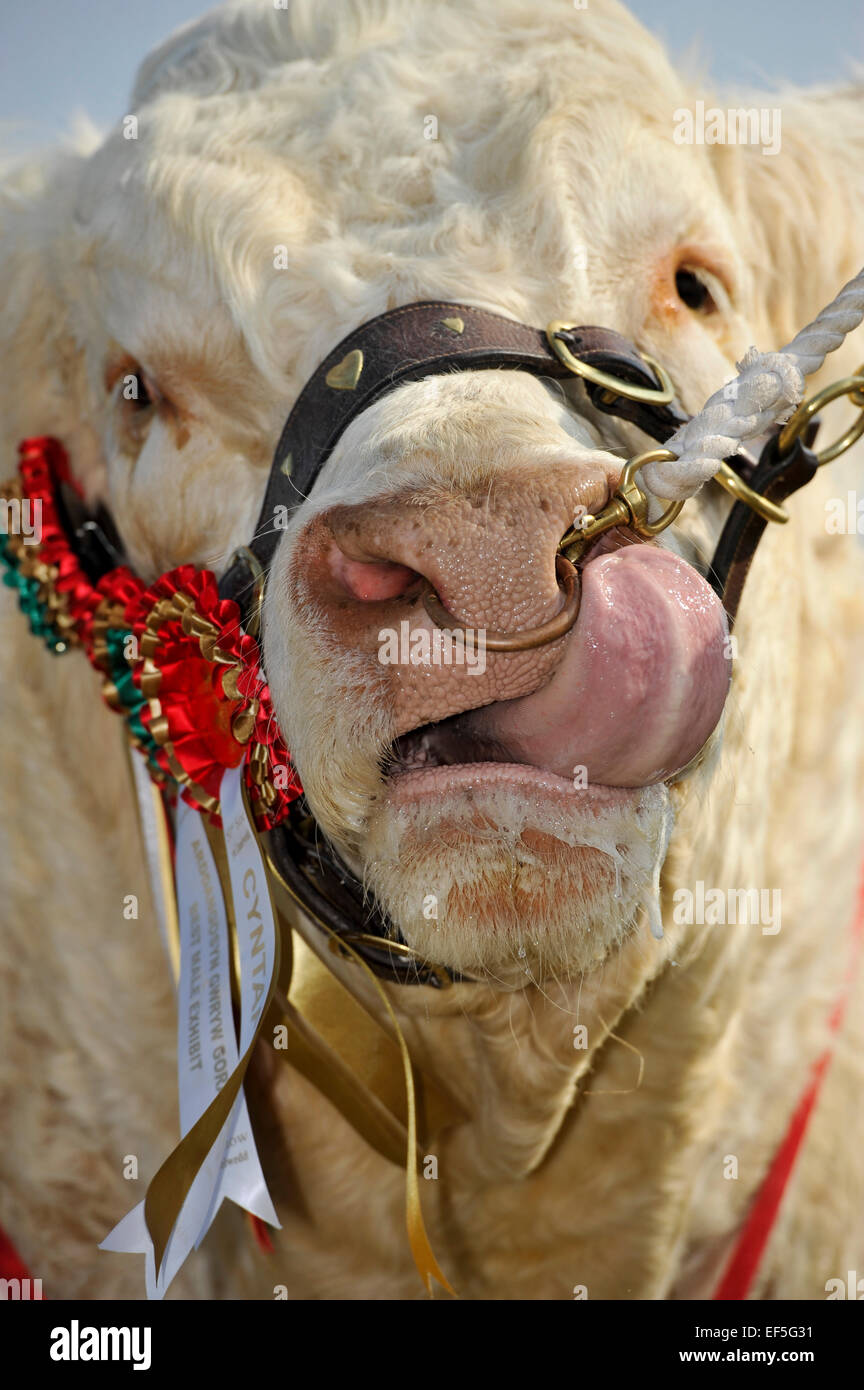 Vincitore del premio Charolais bull leccare il suo naso. Regno Unito. Foto Stock