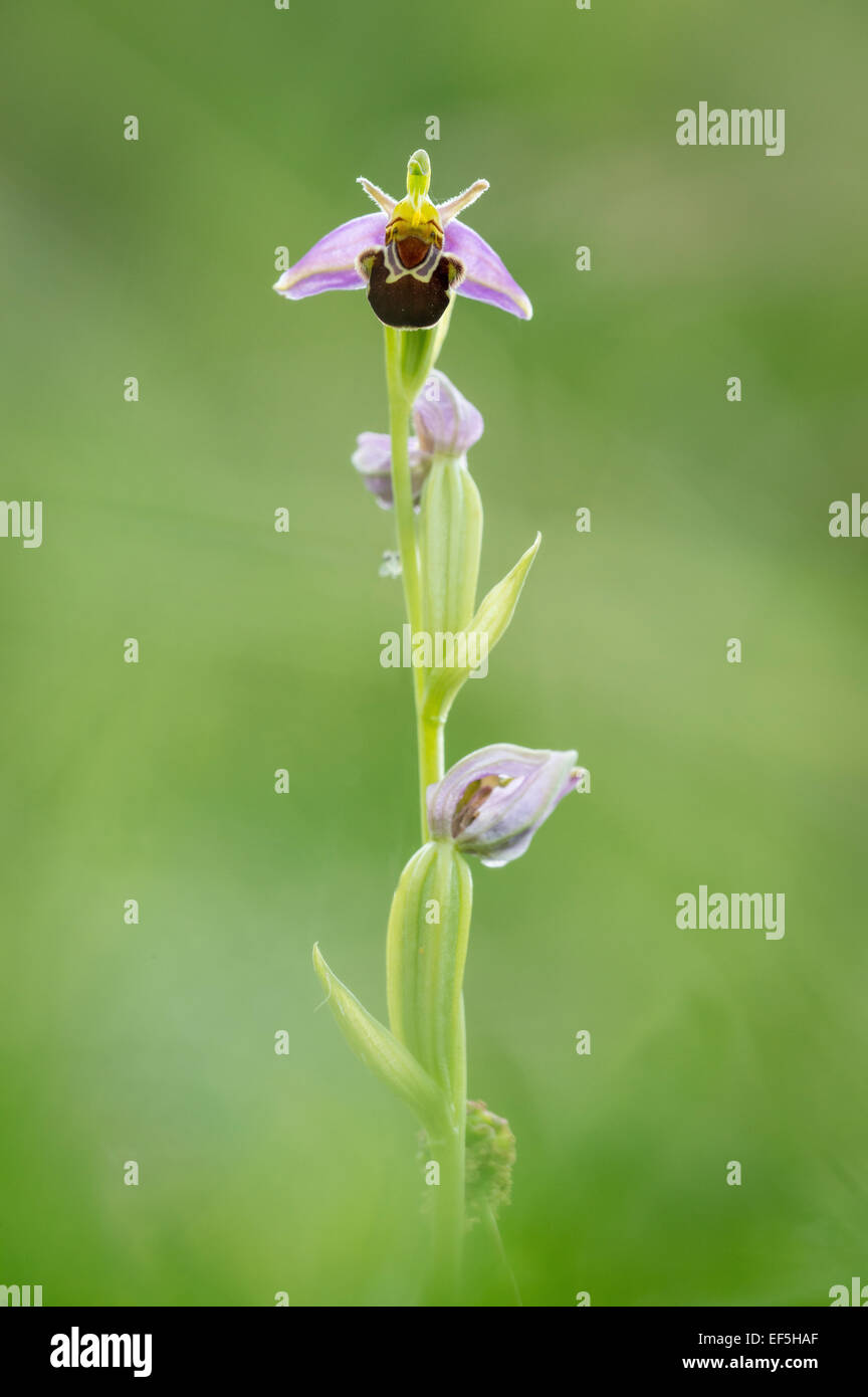 La foto di un Bee Orchid. Foto Stock
