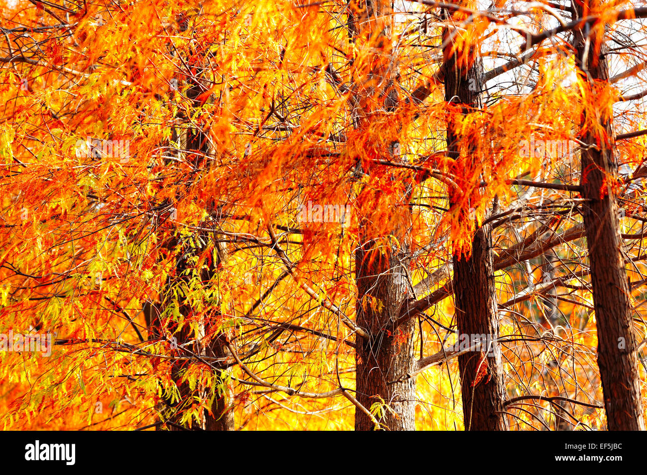 Bellissimi alberi della foresta , hong kong Foto Stock