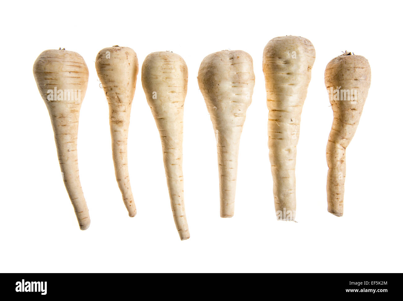 Fila di pastinaca su sfondo bianco Foto Stock