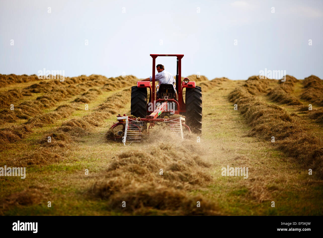 Agricoltore la guida vecchio trattore Massey Ferguson facendo il fieno nella contea di Down Irlanda Foto Stock