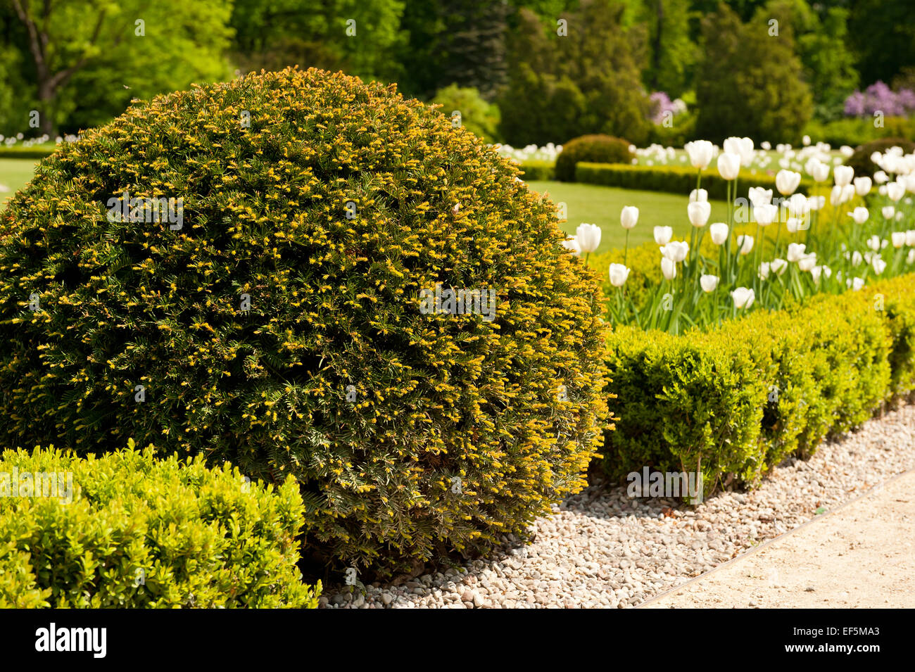 Verde di Taxus baccata Yew arbusti ornamentali giardino Foto Stock