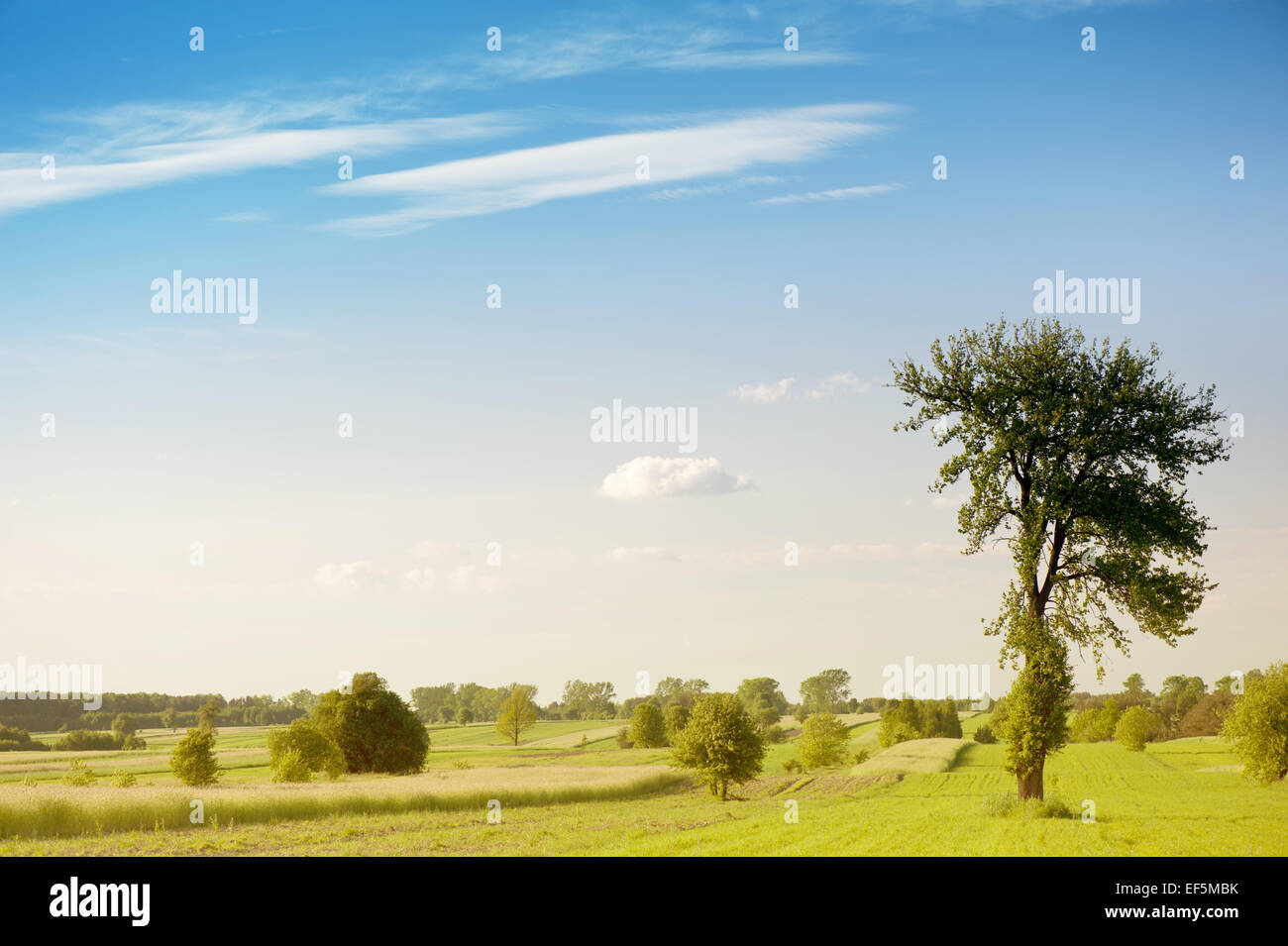 Rural prati e alberi visualizza Foto Stock