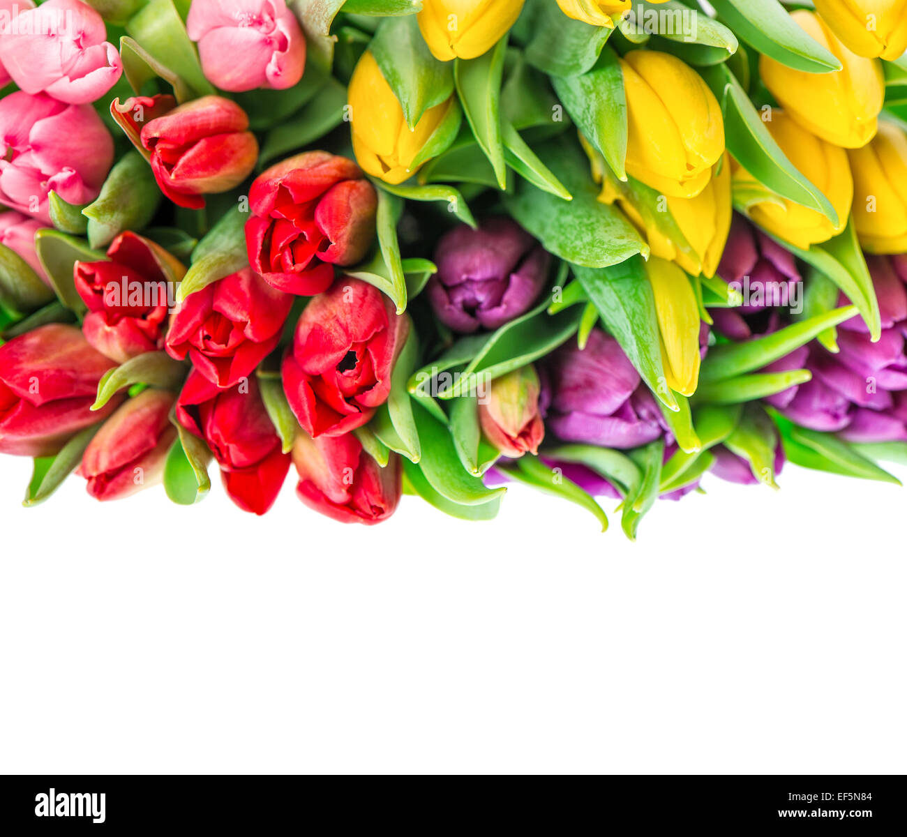 Tulipani freschi isolati su sfondo bianco. Fiori di Primavera. Rosso, giallo, rosa, viola. Messa a fuoco selettiva Foto Stock