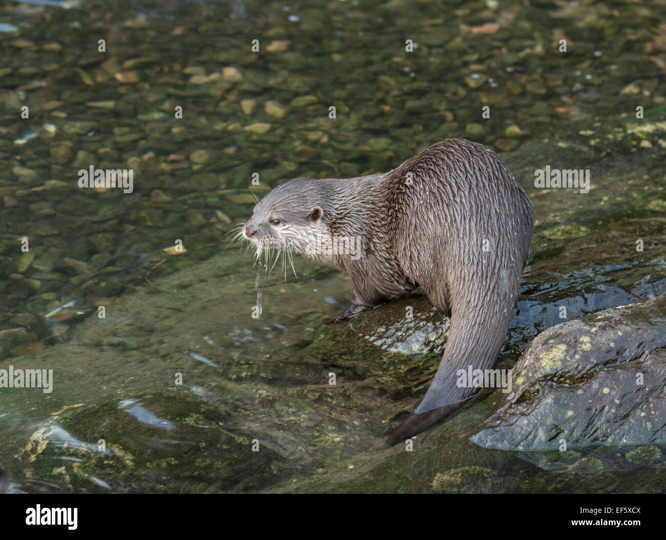 Asian breve artigliato Lontra: Aonyx cinerea. Captive. Foto Stock