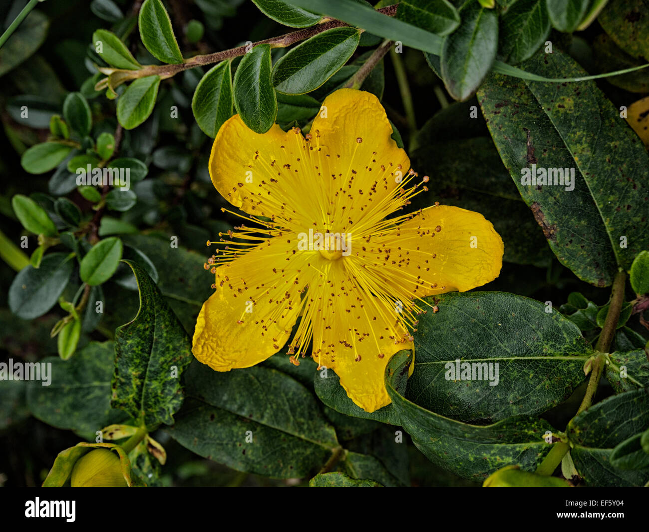 Fleur jaune Foto Stock